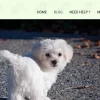CyberChimps HappyTails WordPress Theme 1.3破解版主题